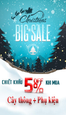sale-off-cay-thong-dep